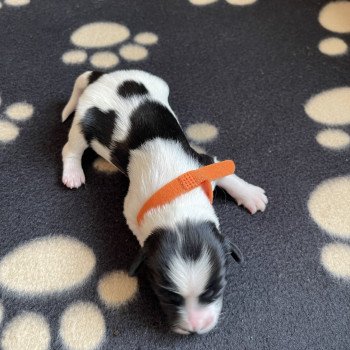 chiot Terrier tibetain Orange Le Terrier Des Fripouilles