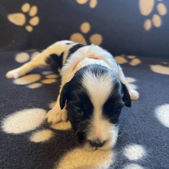 chiot Terrier tibetain Orange Le Terrier Des Fripouilles