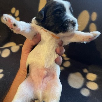 chiot Terrier tibetain Orange Le Terrier Des Fripouilles