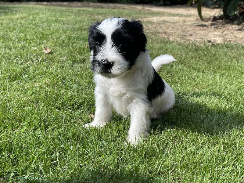 Ladd Du Terrier Des Fripouilles Mâle Terrier tibetain