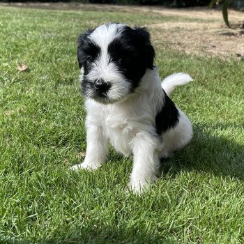 chiot Terrier tibetain Orange Le Terrier Des Fripouilles