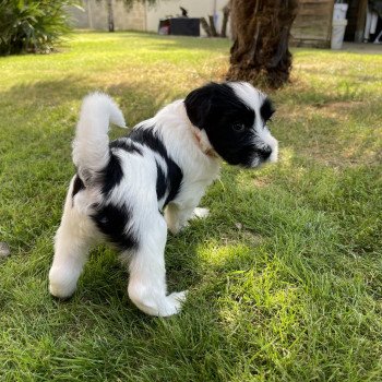 chiot Terrier tibetain Orange Le Terrier Des Fripouilles