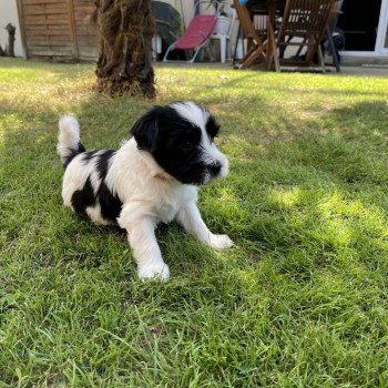 chiot Terrier tibetain Orange Le Terrier Des Fripouilles