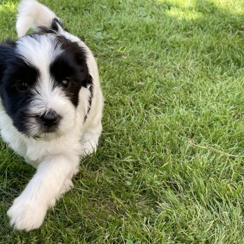 chiot Terrier tibetain Orange Le Terrier Des Fripouilles