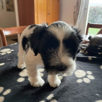 chiot Terrier tibetain Orange Le Terrier Des Fripouilles