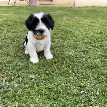 chiot Terrier tibetain Orange Le Terrier Des Fripouilles