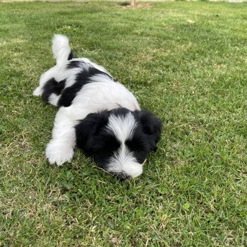 chiot Terrier tibetain Orange Le Terrier Des Fripouilles