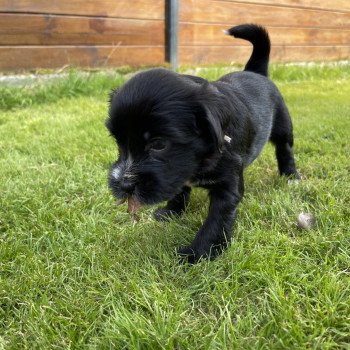 chiot Terrier tibetain Barney (Rouge) Le Terrier Des Fripouilles