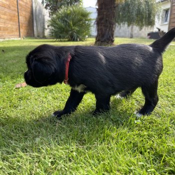 chiot Terrier tibetain Barney (Rouge) Le Terrier Des Fripouilles