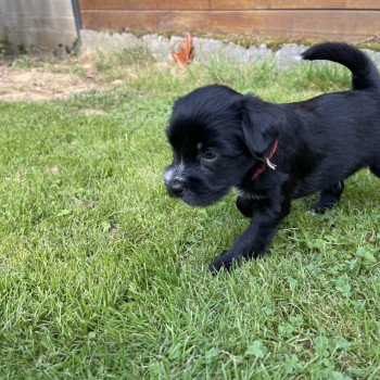 chiot Terrier tibetain Barney (Rouge) Le Terrier Des Fripouilles