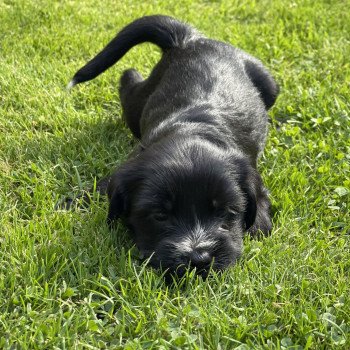 chiot Terrier tibetain Barney (Rouge) Le Terrier Des Fripouilles