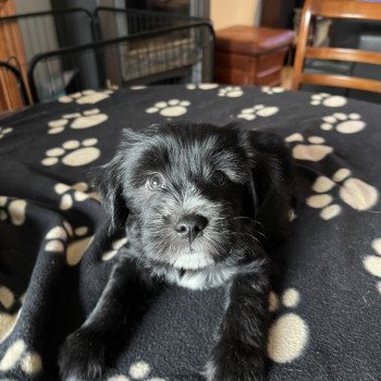 chiot Terrier tibetain Barney (Rouge) Le Terrier Des Fripouilles