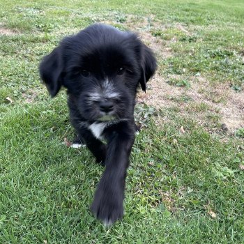 chiot Terrier tibetain Barney (Rouge) Le Terrier Des Fripouilles