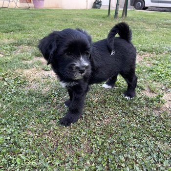 chiot Terrier tibetain Barney (Rouge) Le Terrier Des Fripouilles