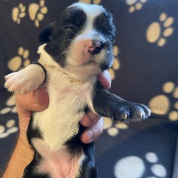 chiot Terrier tibetain U'Yéti (Rose) Le Terrier Des Fripouilles