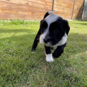 chiot Terrier tibetain U'Yéti (Rose) Le Terrier Des Fripouilles