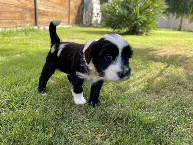 U'Yéti (Rose) Du Terrier Des Fripouilles Femelle Terrier tibetain