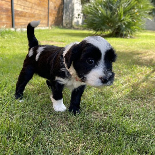 U'Yéti (Rose) Du Terrier Des Fripouilles Femelle Terrier tibetain