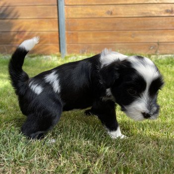 chiot Terrier tibetain U'Yéti (Rose) Le Terrier Des Fripouilles