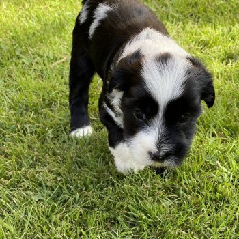 chiot Terrier tibetain U'Yéti (Rose) Le Terrier Des Fripouilles