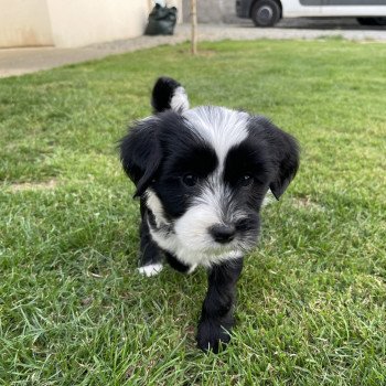 chiot Terrier tibetain U'Yéti (Rose) Le Terrier Des Fripouilles