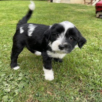 chiot Terrier tibetain U'Yéti (Rose) Le Terrier Des Fripouilles