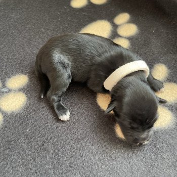 chiot Terrier tibetain Blanc Le Terrier Des Fripouilles