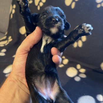 chiot Terrier tibetain Blanc Le Terrier Des Fripouilles