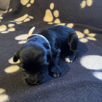 chiot Terrier tibetain Blanc Le Terrier Des Fripouilles