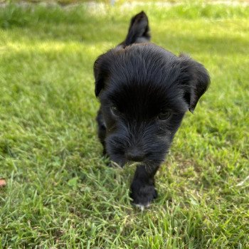 chiot Terrier tibetain Upsala (Blanc) Le Terrier Des Fripouilles