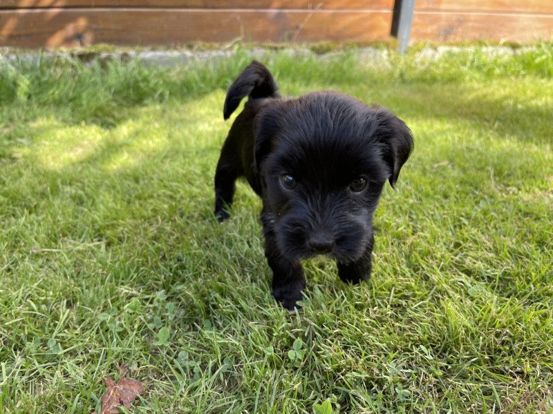 Upsala Du Terrier Des Fripouilles Femelle Terrier tibetain