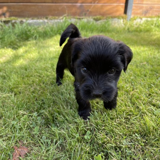 Upsala Du Terrier Des Fripouilles Femelle Terrier tibetain