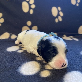 chiot Terrier tibetain Bleu Le Terrier Des Fripouilles