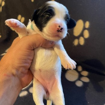 chiot Terrier tibetain Bleu Le Terrier Des Fripouilles