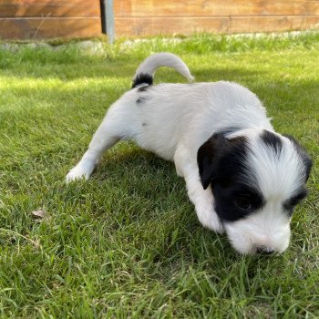 chiot Terrier tibetain Itsy-Daisy (Bleu) Le Terrier Des Fripouilles