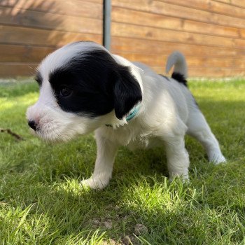 chiot Terrier tibetain Itsy-Daisy (Bleu) Le Terrier Des Fripouilles