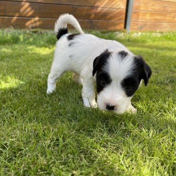 chiot Terrier tibetain Itsy-Daisy (Bleu) Le Terrier Des Fripouilles