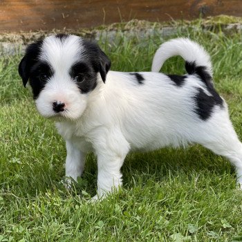 chiot Terrier tibetain Itsy-Daisy (Bleu) Le Terrier Des Fripouilles