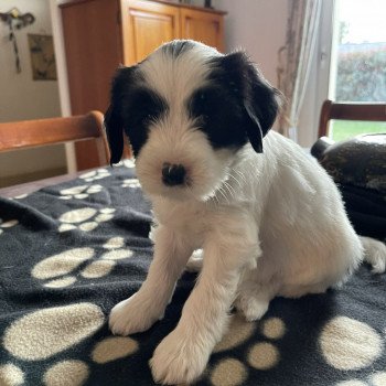 chiot Terrier tibetain Itsy-Daisy (Bleu) Le Terrier Des Fripouilles