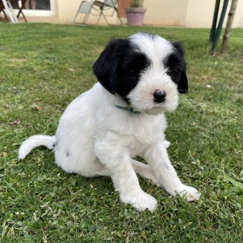 chiot Terrier tibetain Itsy-Daisy (Bleu) Le Terrier Des Fripouilles