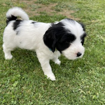 chiot Terrier tibetain Itsy-Daisy (Bleu) Le Terrier Des Fripouilles