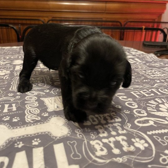 Vidocq (Bleu ciel) Du Terrier Des Fripouilles Mâle Terrier tibetain