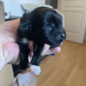 chiot Terrier tibetain Noir Panaché Blanc Bleu foncé Le Terrier Des Fripouilles chiot Terrier tibetain Noir Panaché Blanc Bleu foncé Le Terrier Des Fripouilles