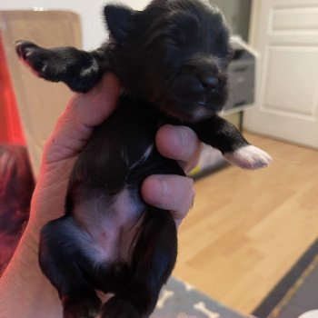 chiot Terrier tibetain Noir Panaché Blanc Bleu foncé Le Terrier Des Fripouilles chiot Terrier tibetain Noir Panaché Blanc Bleu foncé Le Terrier Des Fripouilles