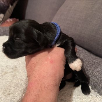 chiot Terrier tibetain Noir Panaché Blanc Bleu foncé Le Terrier Des Fripouilles chiot Terrier tibetain Noir Panaché Blanc Bleu foncé Le Terrier Des Fripouilles