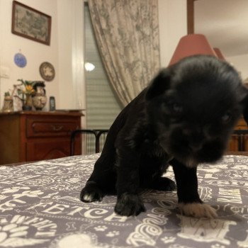 chiot Terrier tibetain Noir Panaché Blanc Bleu foncé Le Terrier Des Fripouilles chiot Terrier tibetain Noir Panaché Blanc Bleu foncé Le Terrier Des Fripouilles
