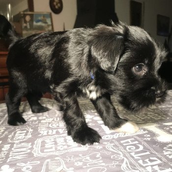chiot Terrier tibetain Noir Panaché Blanc Bleu foncé Le Terrier Des Fripouilles chiot Terrier tibetain Noir Panaché Blanc Bleu foncé Le Terrier Des Fripouilles