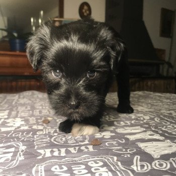 chiot Terrier tibetain Noir Panaché Blanc Bleu foncé Le Terrier Des Fripouilles chiot Terrier tibetain Noir Panaché Blanc Bleu foncé Le Terrier Des Fripouilles
