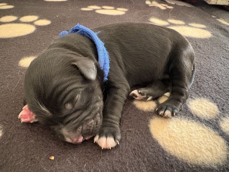 Bleu Du Terrier Des Fripouilles Mâle Terrier tibetain
