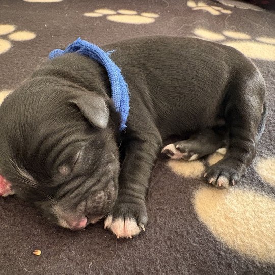 Bleu Du Terrier Des Fripouilles Mâle Terrier tibetain